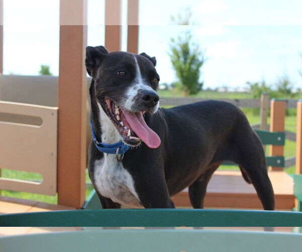 Medium Photo #6 Mutt Puppy For Sale in Chestertown, MD, USA