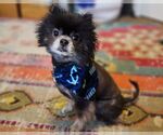 Small Pomeranian