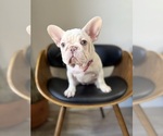 Puppy Cleopatra French Bulldog