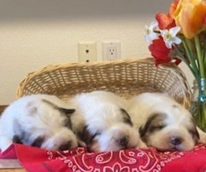 Great Pyrenees Puppy for sale in BONNERS FERRY, ID, USA