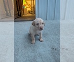 Red collar - Male Labrador Retriever Puppy for Sale - Photo #6