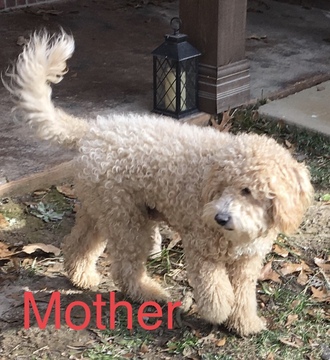 Medium Photo #1 Goldendoodle-Unknown Mix Puppy For Sale in BRANDON, MS, USA