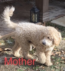 Mother of the Goldendoodle-Unknown Mix puppies born on 11/28/2017