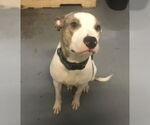 Small #12 American Staffordshire Terrier Mix