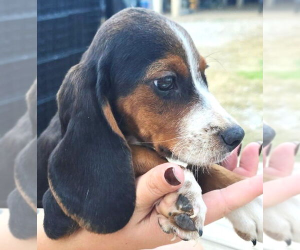 Medium Photo #3 Bagle Hound Puppy For Sale in Dunnellon, FL, USA