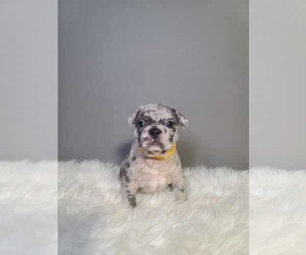 Medium Photo #13 French Bulldog Puppy For Sale in PORT READING, NJ, USA