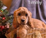 Puppy Timmy Cocker Spaniel