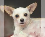 Small Chihuahua