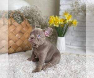 French Bulldog Dogs for adoption in NEW YORK, NY, USA