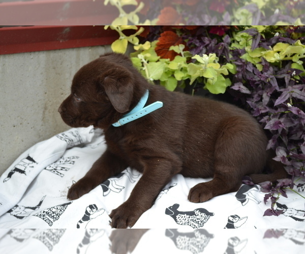 Medium Photo #3 Labrador Retriever Puppy For Sale in GREENWOOD, WI, USA