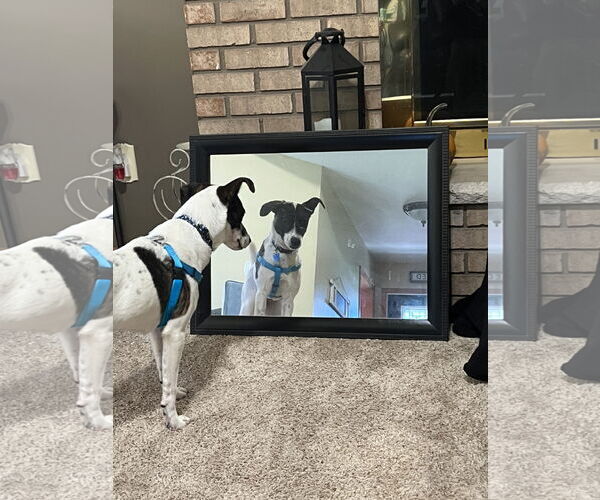 Medium Photo #2 Mutt Puppy For Sale in Plainfield, IL, USA