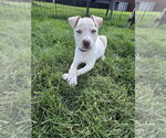 Small #1 Siberian Husky Mix