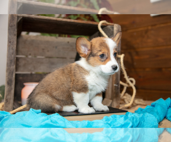 Medium Photo #3 Pembroke Welsh Corgi Puppy For Sale in WAKARUSA, IN, USA
