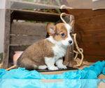 Small #2 Pembroke Welsh Corgi