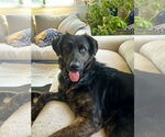 Small #2 Labrador Retriever Mix