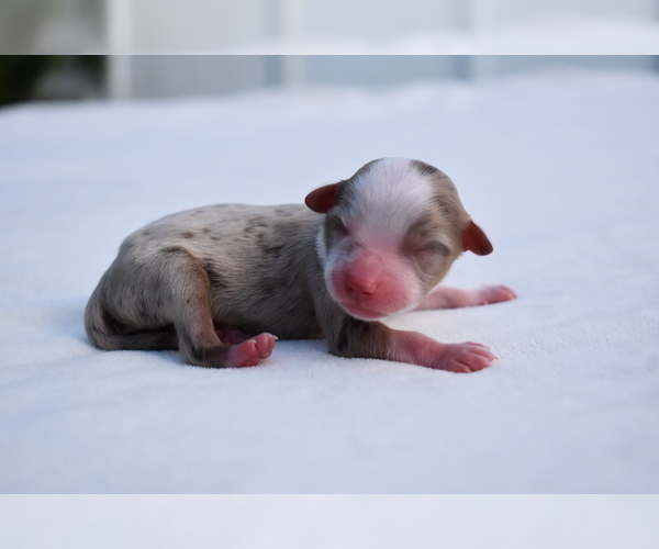 Medium Photo #5 Miniature Australian Shepherd Puppy For Sale in PALM COAST, FL, USA