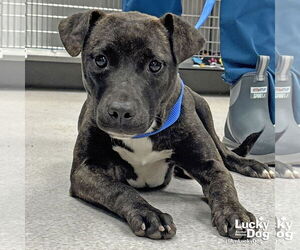 Medium Labrador Retriever Mix