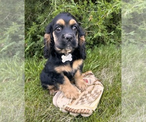 Cocker Spaniel Puppy for sale in MIDDLEBURY, IN, USA