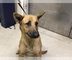 Small German Shepherd Dog