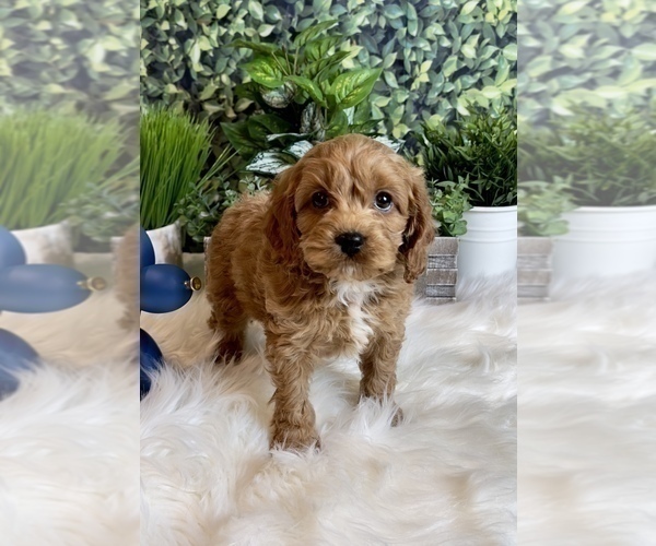 Medium Photo #1 Cockapoo Puppy For Sale in INDIANAPOLIS, IN, USA