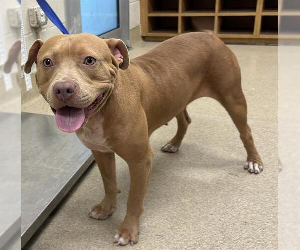 Medium Photo #1 American Staffordshire Terrier-Unknown Mix Puppy For Sale in Grand Prairie, TX, USA
