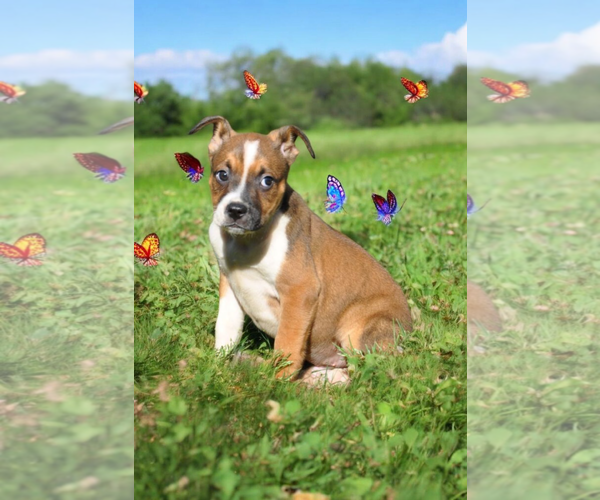 Medium Photo #9 Basenji-Rat Terrier Mix Puppy For Sale in McKinney, TX, USA