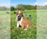 Small #8 Basenji-Rat Terrier Mix