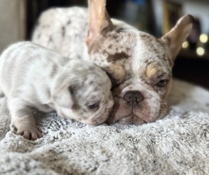 Mother of the French Bulldog puppies born on 10/30/2025