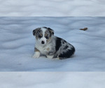 Puppy Blue Girl 1 Pembroke Welsh Corgi