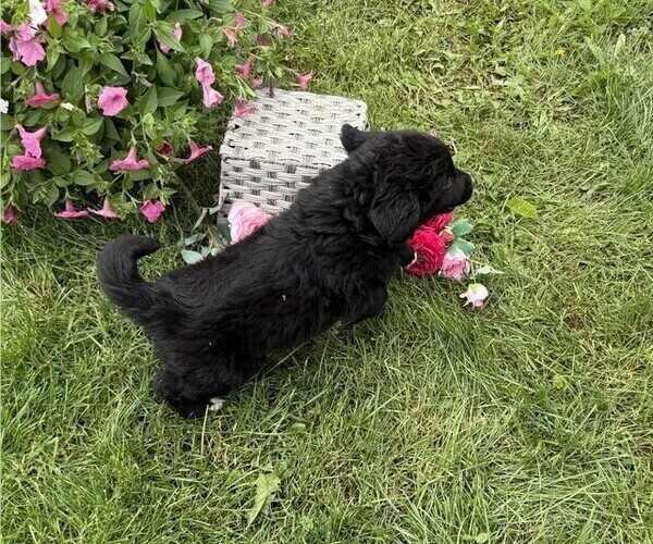 Medium Photo #4 Bernese Mountain Dog Puppy For Sale in THORP, WI, USA