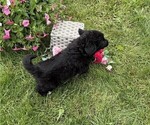 Small #3 Bernese Mountain Dog