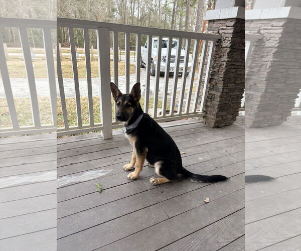Medium Photo #4 German Shepherd Dog-Unknown Mix Puppy For Sale in The Woodlands, TX, USA