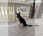 Small #3 German Shepherd Dog Mix