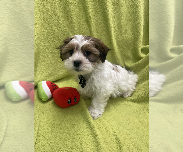 Medium Photo #1 Mal-Shi Puppy For Sale in RANDOLPH, MA, USA