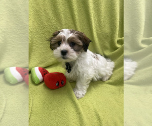 Mal-Shi Puppy for sale in RANDOLPH, MA, USA