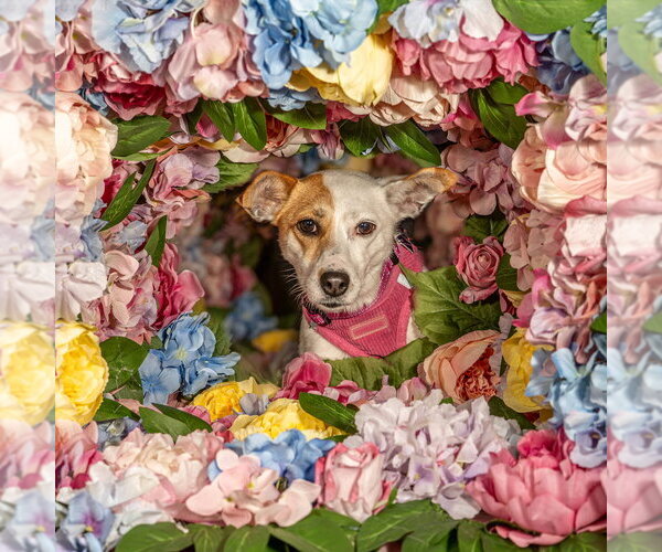 Medium Photo #7 Jack Russell Terrier-Unknown Mix Puppy For Sale in Mundelein, IL, USA