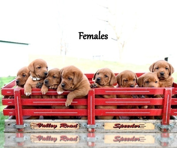 Medium Photo #44 Labrador Retriever Puppy For Sale in DAYTON, VA, USA
