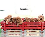 Small Photo #44 Labrador Retriever Puppy For Sale in DAYTON, VA, USA