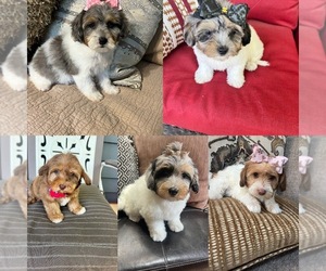 Poovanese Puppy for Sale in RICHMOND, Illinois USA