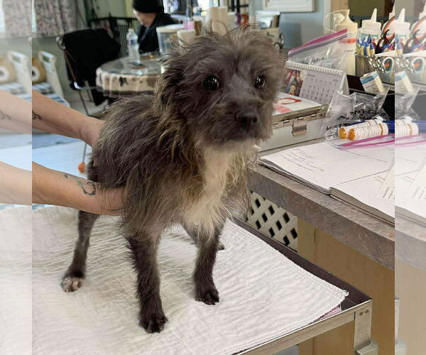 Medium Photo #1 Mutt Puppy For Sale in Benton, LA, USA