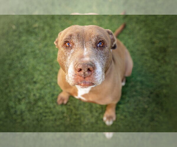 Medium Photo #1 Mutt Puppy For Sale in Las Vegas, NV, USA