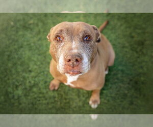 Mutt Dogs for adoption in Las Vegas, NV, USA