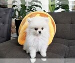 Small Photo #1 Pomeranian Puppy For Sale in ANAHEIM, CA, USA