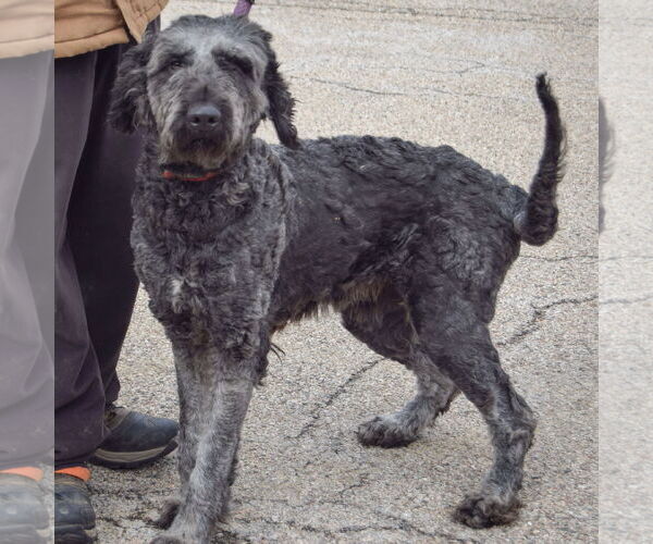 Medium Photo #2 Pyredoodle Puppy For Sale in Huntley, IL, USA