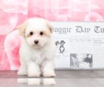 Small Photo #1 Poochon Puppy For Sale in BEL AIR, MD, USA