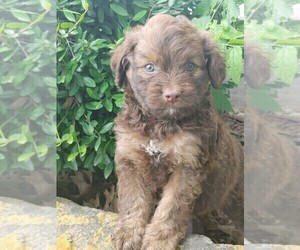 Aussie-Poo-Aussiedoodle Mix Puppy for sale in TAYLOR, TX, USA