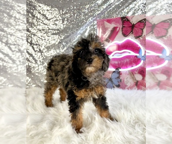 Medium Photo #3 Bernedoodle (Miniature) (+ Poodle Miniature) Puppy For Sale in INDIANAPOLIS, IN, USA
