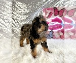 Solo - Male Bernedoodle (Miniature) (+ Poodle Miniature) Puppy for Sale - Photo #3
