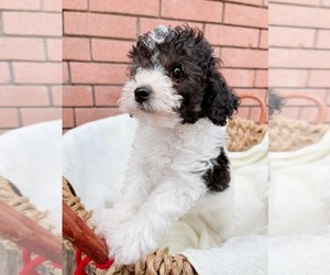 Poodle (Toy) Puppy for sale in HOUSTON, TX, USA