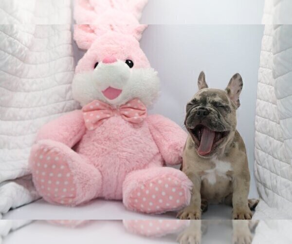 Medium Photo #2 French Bulldog Puppy For Sale in BENTLEYVILLE, OH, USA